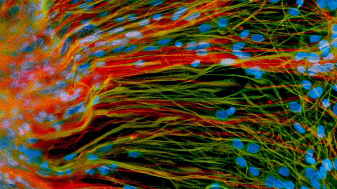 干细胞的彩色增强图像