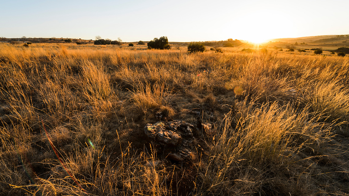 日出时金色麦田的景观，背景是稀疏的树木和缓坡。