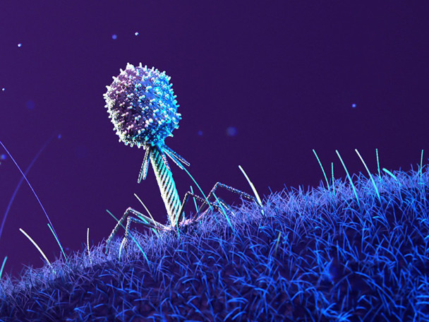 A digital illustration of a phage with a spiky head is shown attaching to a textured blue surface against a dark purple space-like background.