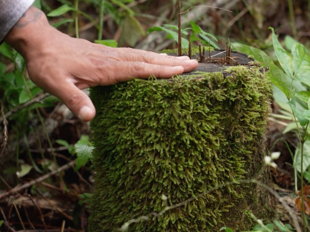 Close-up of a hand resting on a moss-covered tree stump with small plants growing on top in a forest setting.