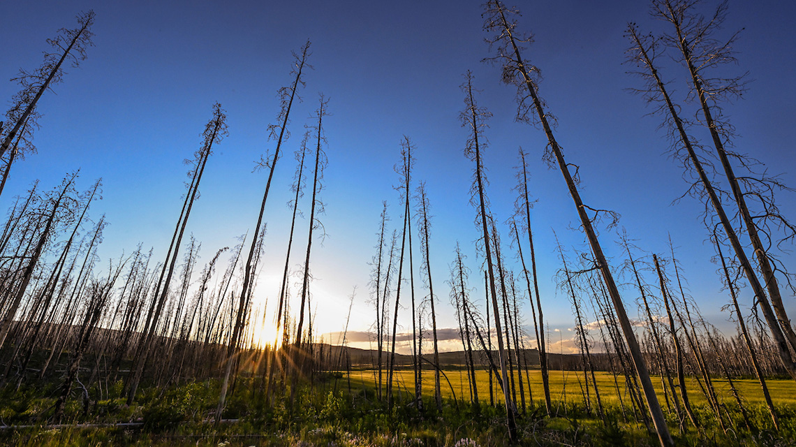 Burned tree trunks rise into the blue sky as a sunset illuminates the flowers and green grasses growing below.