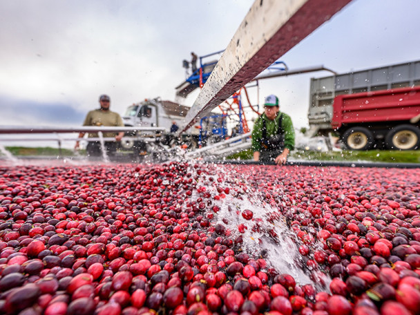 Workers use machinery to harvest cranberries from a bog.
