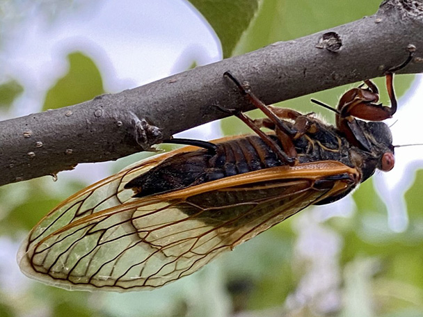 A female cicada laying eggs in a tree branch.