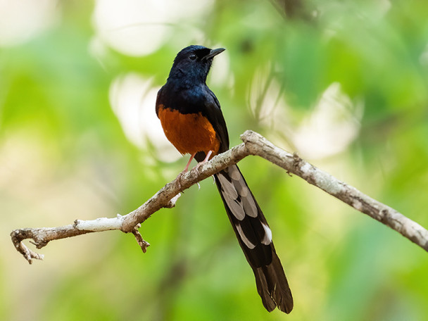 A small bird sitting on a branch.