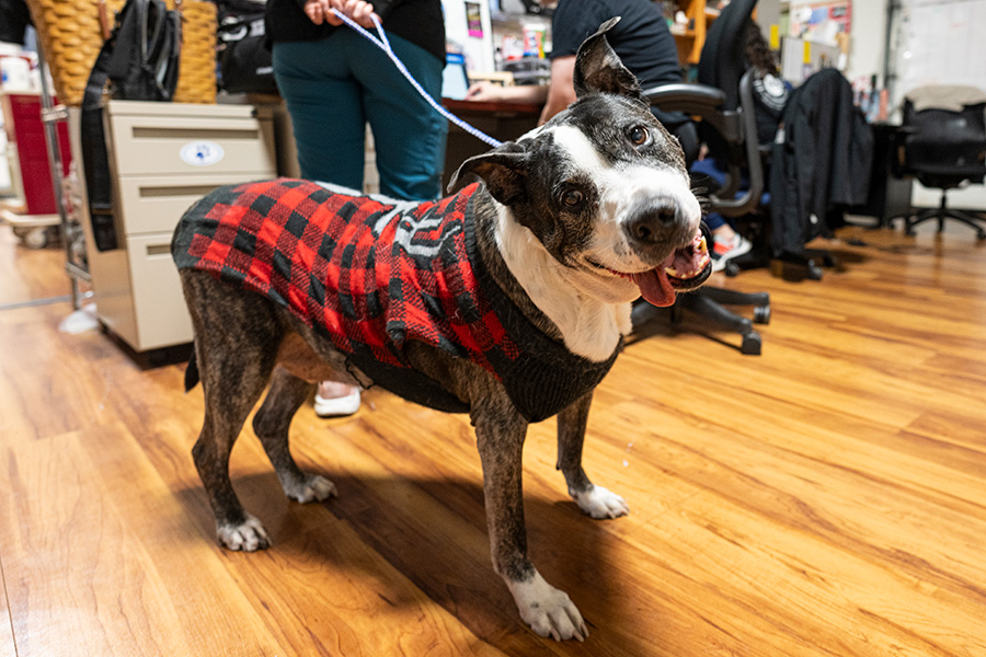 A dog wearing a red and black plaid jacket looks at the camera with its mouth open.